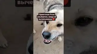 Что нужно приютской собаке для улыбки?