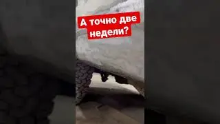 Про Тахо! Процесс идёт! 