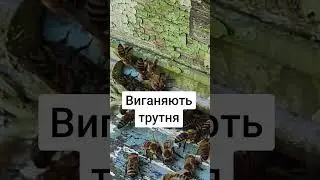 Виганяють трутня 