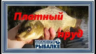 Диалоги о рыбалке - 035 / Платный пруд