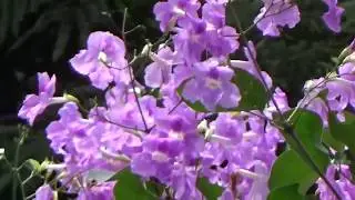 Во саду ли, в огородe , январь  2018 ,много перца
