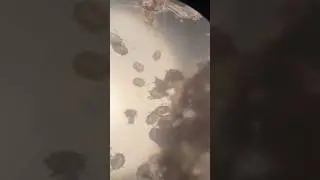 Зачем чистить уши кошке?