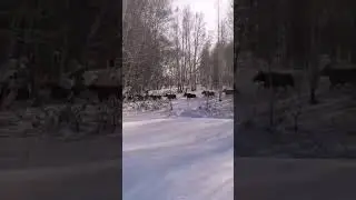 Стая лосей уходит от волков #лось #волки #лес #нападениеволка