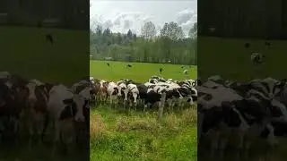 Murphy Meeting Cows for the First Time 