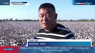 🚜Сирдарёдаги агрокластер ва фермерлар томонидан 77500 гектарда қимматли хом-ашёс - пахта етиштирилди