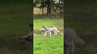 Под Тосно бегает волк с добычей