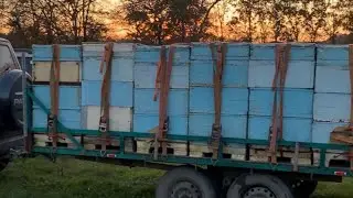 Пчеловодство осенью : погрузка  и перевозка пчёл  с помощью тележки Апилифт и прицепа.
