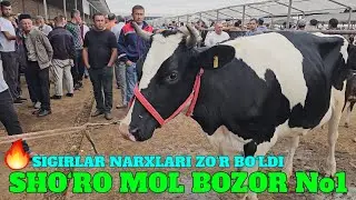 SHO‘RO MOL BOZOR SIGIRLAR NARXLARIGA BAXO BERING BOZOR SAVDO ZO‘R BO‘LDI. NARXLAR TUSHGAN
