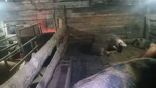 Лучший корм для свиней!!! Затопило. А вода все ещё прибывает. Жизнь в деревне. Омск-Знаменское.