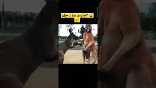 why is he angry? 😂😂 #viralvideo #viral