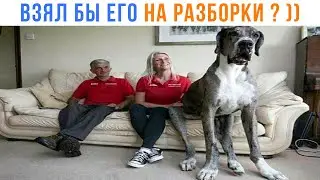 ВЗЯЛ БЫ ЭТОГО ПСА НА РАЗБОРКИ? ))) Приколы | Мемозг 1469