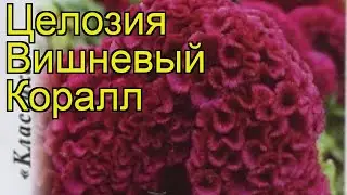 Целозия обыкновенная Вишневый Коралл. Краткий обзор, описание celosia argentea f.cristata