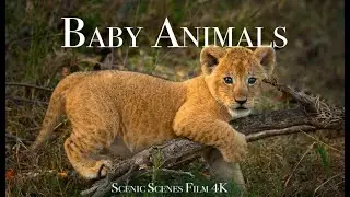 Baby Animals 4K - Amazing World Of Young Animals | Scenic Relaxation Film