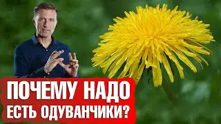 Лечебные свойства одуванчика. Одуванчик - самый полезный сорняк в мире💥