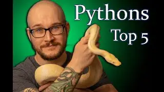 Top 5 BEST Pet Pythons | Big Snakes, Great Pets!