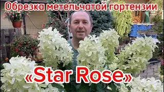 Обрезка метельчатой гортензии «Star Rose», а все обрезки берем на черенки