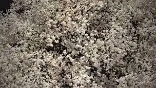 Dogwood tree Knoxville Tennessee Drone