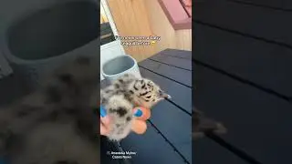 Have you ever seen a baby seagull?