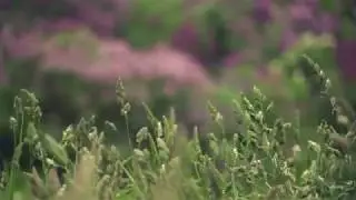 Royalty-free footage - Grass Sways in the Wind | Royalty-Free Video Footage 4K.