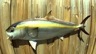 Amberjack Fish Mounts