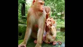 Adorable baby monkey live with mom