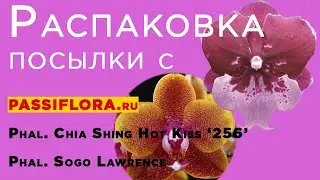 Phal. Chia Shing Hot Kiss,  Phal. Sogo Lawrence от Miki orchid. Распаковка заказа с пассифлора