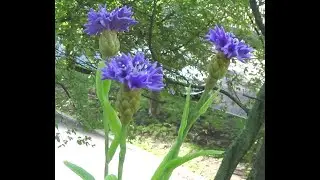 ВАСИЛЕК ИЗ ХОЛОДНОГО ФАРФОРА  (CORNFLOWER)