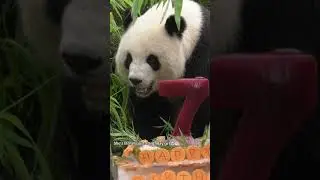 Meng Meng the panda celebrates her 7th birthday like the queen that she is!