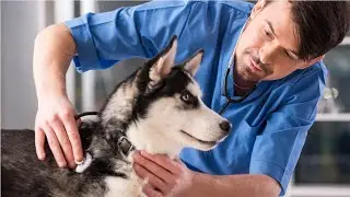 Veterinarians Career Video