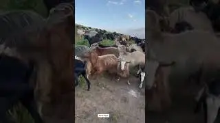 Тахти Арус