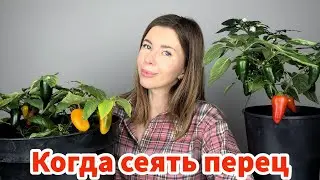 Идеальные сроки посева перца на рассаду. Какие сорта посадить для самого раннего урожая
