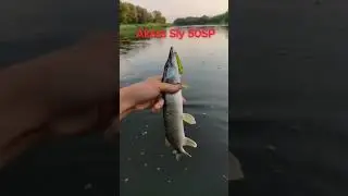Воблер Akara Sly 50SP #рыбалка #fishing #shorts