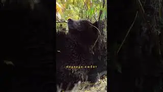 Медведи нежатся в горячих источниках 
