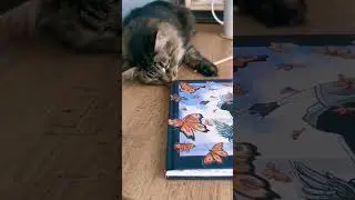когда живешь с кошкой