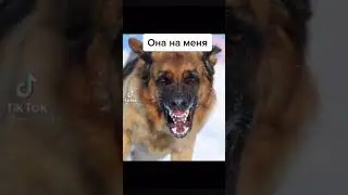 тик ток стал овчаркой