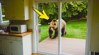 The bear knocked on the window every morning. Following him, the man was horrified!