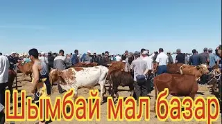 Шымбай мал базар .05.06.2022. Shimbay mal bazar. Скотный рынок. Мал базар 2022. Mal bazar 2022.