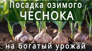 🧄ПОСАДКА ОЗИМОГО ЧЕСНОКА ОСЕНЬЮ🧄КАК ПРАВИЛЬНО ПОСАДИТЬ ЧЕСНОК НА БОЛЬШОЙ УРОЖАЙ