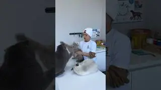 Boksör kedi kavga çıkardı 😂 @Boksorkediduman