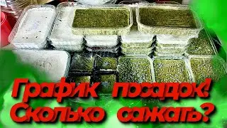 Сколько сажать микрозелени? График посадок микрозелени! Как открыть бизнес микрозелень!