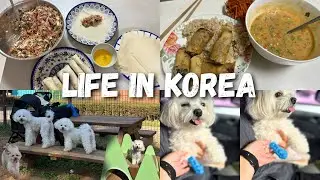 LIFE IN KOREA 🇰🇷 Ellie Had Another Accident