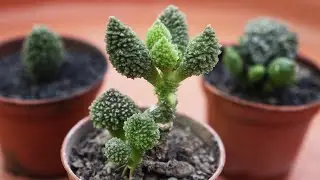 ADROMISCHUS SUCCULENT PROPAGATION | CARE CONDITIONS