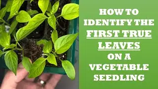 How to Identify First True Leaves on a Seedling