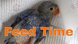 How Many Times a Day You Should Feed a Baby Parrot?