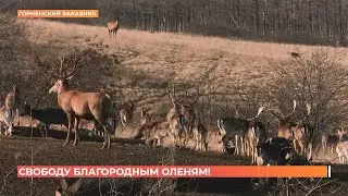 Молодых оленят выпустили на свободу в Горненский заказник