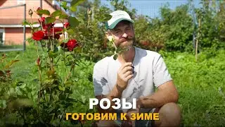 ПОРА ГОТОВИТЬ РОЗЫ К ЗИМЕ. Уход за розами в конце лета.
