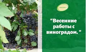 🍇Весенние работы с виноградом. Лучшие сорта для Сибири. Марценюк Надежда