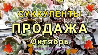 Суккуленты. Продажа. Октябрь 2021.