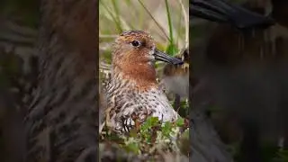 Chicks to brighten your day!  