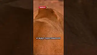 самки предпочитают отдых в жару 